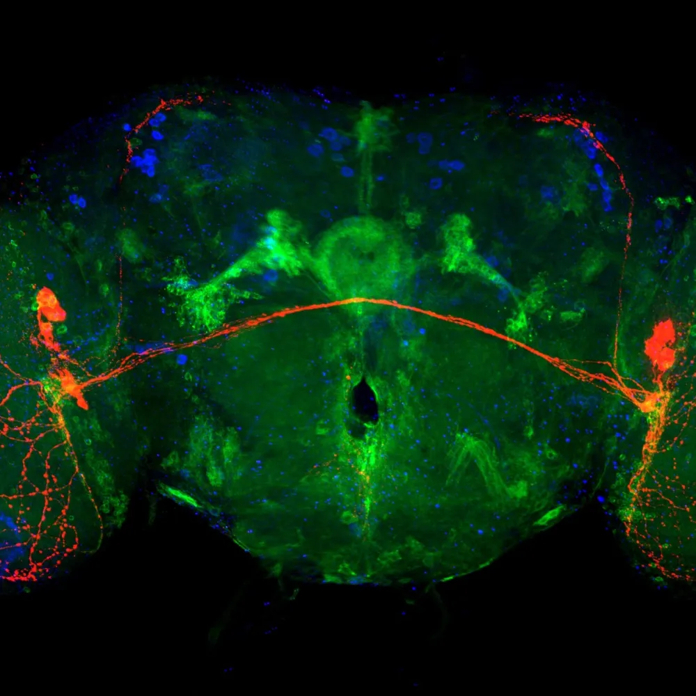 fly brain