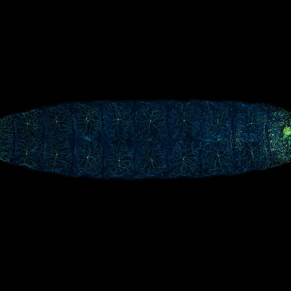 larvae fly